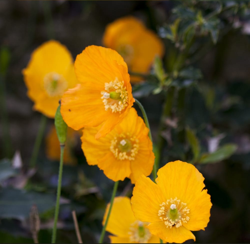 California Poppy